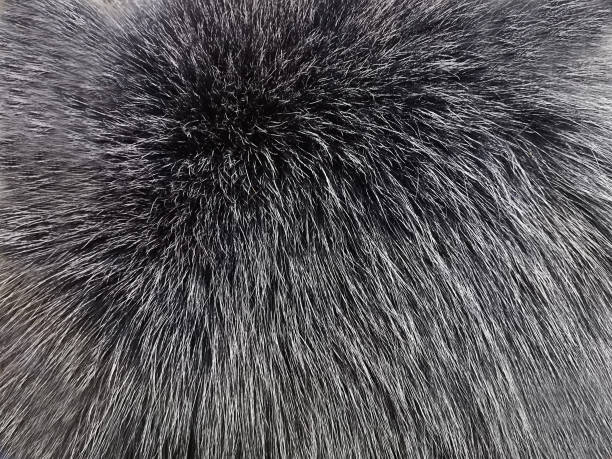 Background texture soft natural fur, . Close-up, selective focus, side view, copy space. Background texture soft natural fur, . Close-up, selective focus, side view, copy space. красота stock pictures, royalty-free photos & images