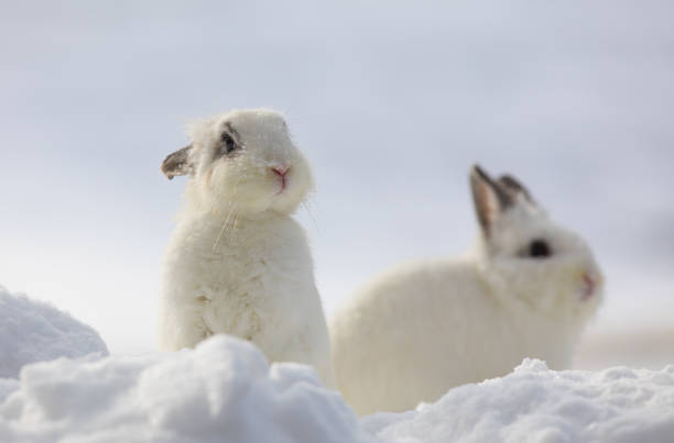 istock white rabbits in the snow,bunny in winter,white hare 1085249968
