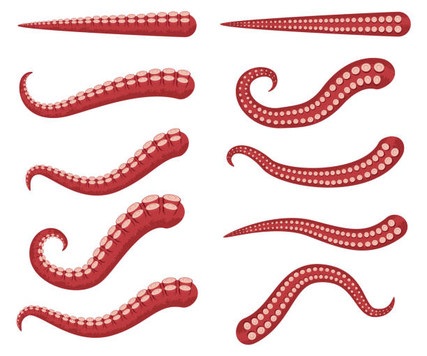문 어 촉수 벡터 만화 세트 흰색 배경에 고립. - octopus tentacle tentacle sucker animal stock illustrations