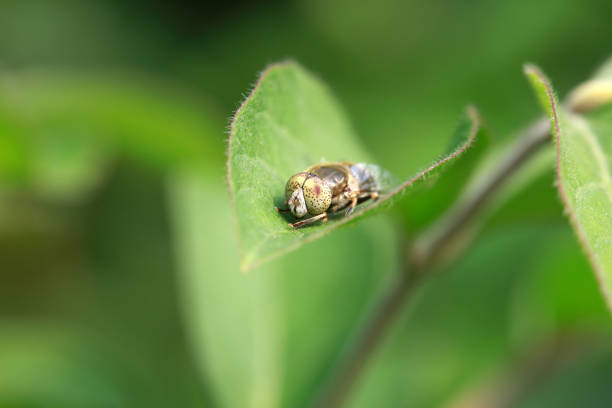 Common hoverfly on a rose leaf, in front of the fly a thread of a spider's web. The Common Hoverfly (Episyrphus balteatus)with its yellow and black coloring, the Common Hoverfly mimics a defensive wasp to protect itself from predators. It has no sting itself and is completely harmless.