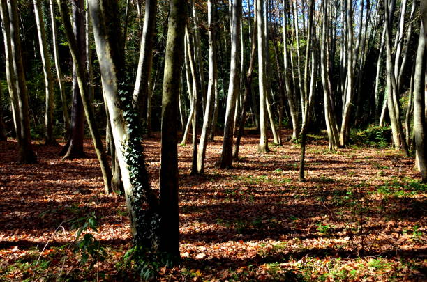 istock Autumn in the Montseny 1085256802