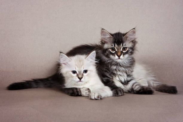 istock Two gray striped kitten Siberian cats on a gray background 1085257196