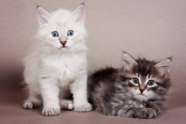 istock Two gray striped kitten Siberian cats on a gray background 1085257622