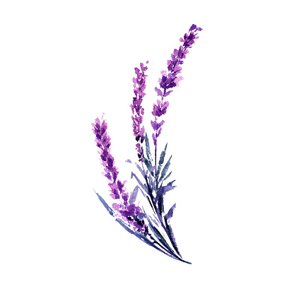 Lavender Branch Watercolor Illustration Stock Illustration - Download ...