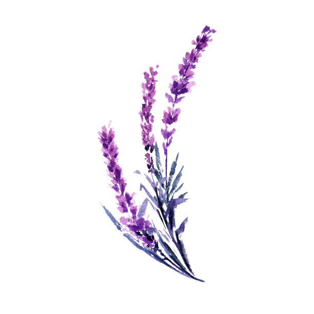 Lavender branch watercolor illustration vector art illustration