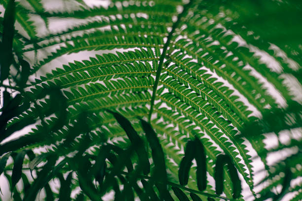 istock Fern leaves on a green background 1085257904
