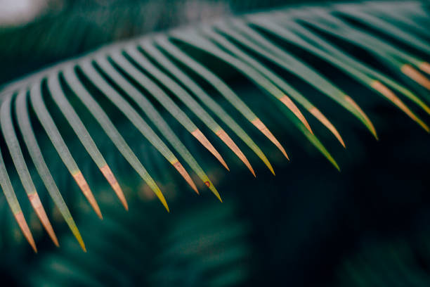 istock yellow green fern leaf on natural background 1085259180