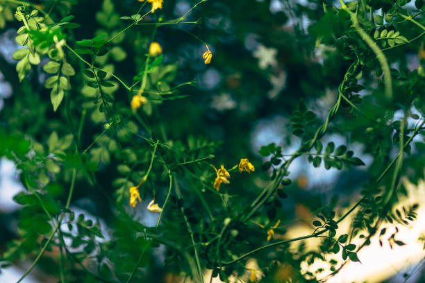 Plant, Botanical, Flower, Russia, Botany, Close-up, Garden