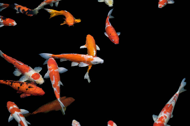 Koi Fish Colorful Fancy A Swim In The Pond As Well Stock Photo - Download  Image Now - iStock