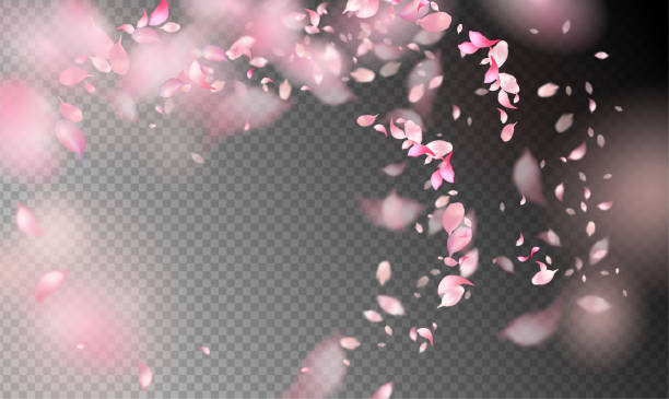 kelopak bunga di angin - bunga sakura ilustrasi stok