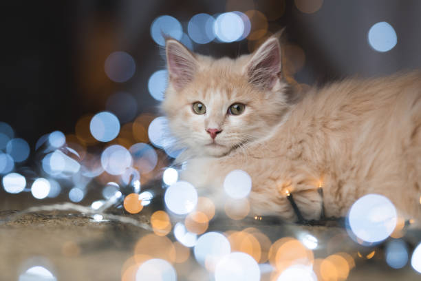 istock cat in front of bokeh lights 1085265948