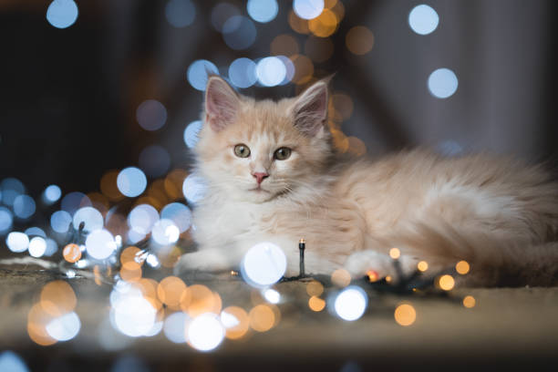 istock cat in front of bokeh lights 1085265996