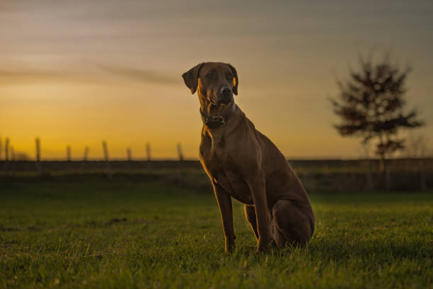 istock beautiful Rhodesian Ridheback dog is sitting in sunset and is looking forward direction sun 1085266010