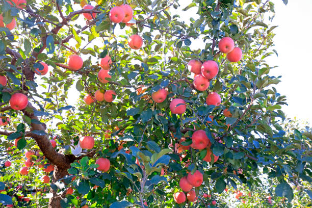 istock Dwarf red Fuji apple in a farm, China 1085266390