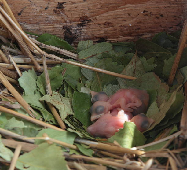 istock Purple Martin Hatchlings 1085267918