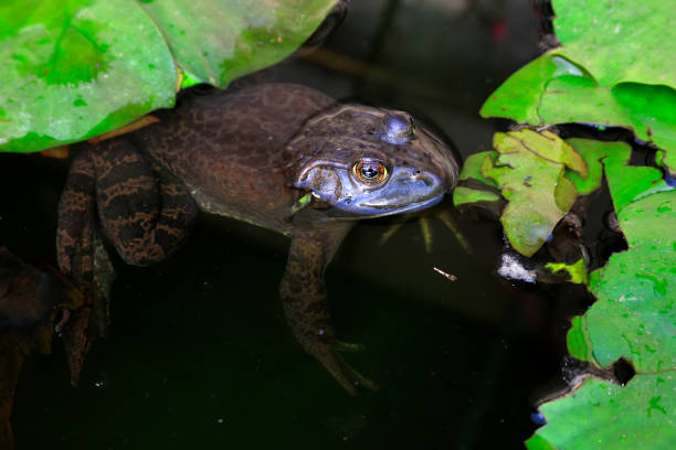 Frog Cooling down in swimming pool on hot Summer day. Copy space