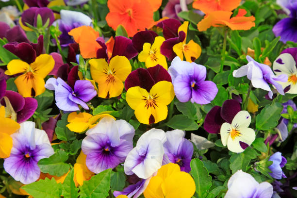 Viola cornuta flowers the garden corner