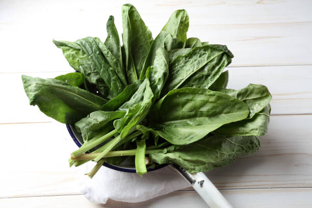 istock Fresh sorrel in a white metal colander 1085274036