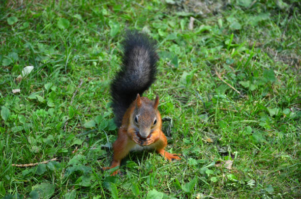istock Red squirrel gnaws chestnut sitting on the grass in the park. 1085278672