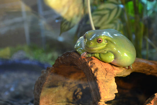 A large smooth green frog with orange eyes lies on a branch in a terrarium. Plump frog is watching and smiling. A large smooth green frog with orange eyes lies on a branch in a terrarium. Plump frog is watching and smiling giant frog stock pictures, royalty-free photos & images