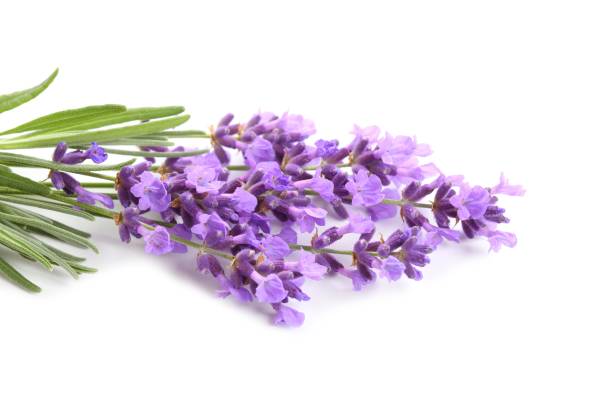 istock Bouquet of lavender. 1085279730