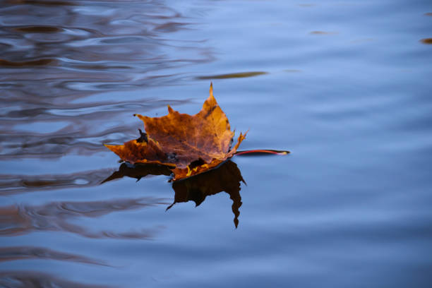 istock An orange autumn maple leaf floats on the surfaceand trees. 1085279732