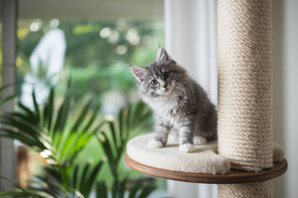 maine coon kitten on scratching post - maine coon cat imagens e fotografias de stock