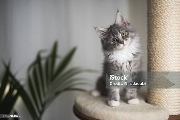 Photo libre de droit de Chaton Coon Maine Sur Grattage Post banque d'images et plus d'images libres de droit de Chat domestique - Chat domestique, Chaton, Mignon