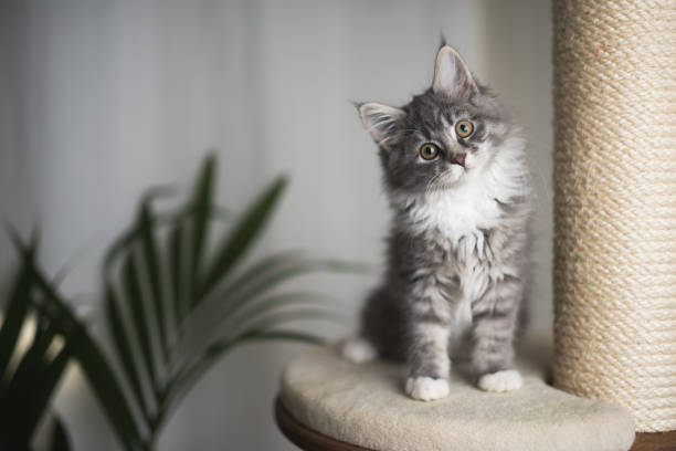 maine coon kitten on scratching post blue tabby maine coon kitten standing on cat furniture tilting head beside a houseplant in front of white curtains young animal photos stock pictures, royalty-free photos & images