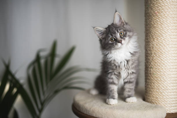 maine coon kitten on scratching post blue tabby maine coon kitten standing on cat furniture tilting head beside a houseplant in front of white curtains pure bred cat stock pictures, royalty-free photos & images