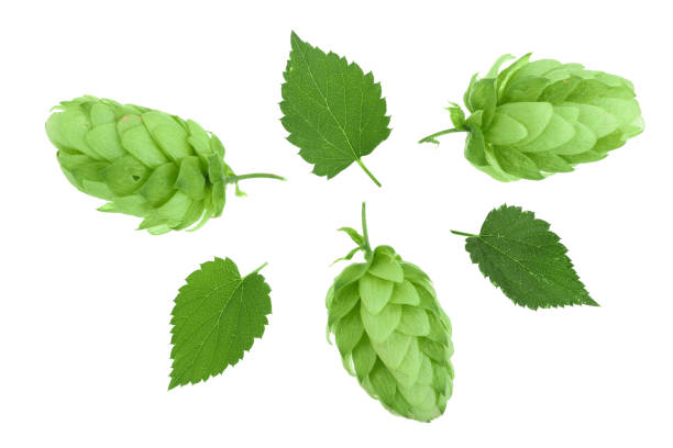 istock hop cones with leaves isolated on white background close-up. Top view. Flat lay pattern 1085286918