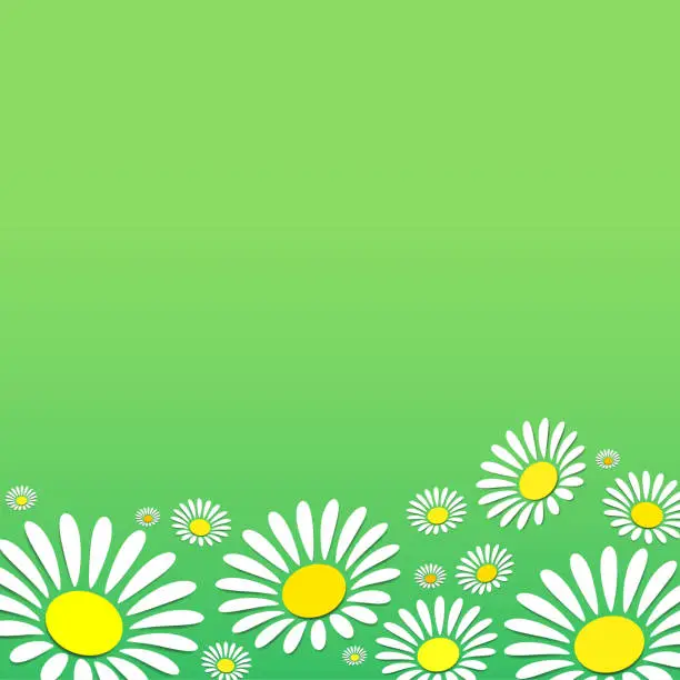 Vector illustration of Vector daisy chamomile flower background