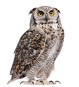 istock Great horned owl, Bubo virginianus subarcticus 108528773