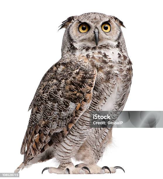 Great Horned Owl Bubo Virginianus Subarcticus Stock Photo - Download Image Now - Owl, White Background, Cut Out