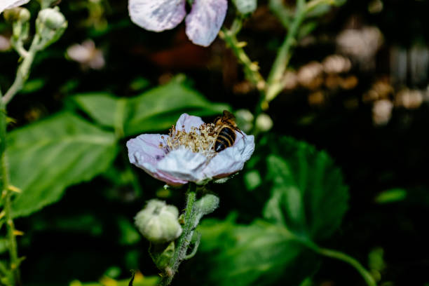 istock Close-Up Of Insect On Flower 1085288196