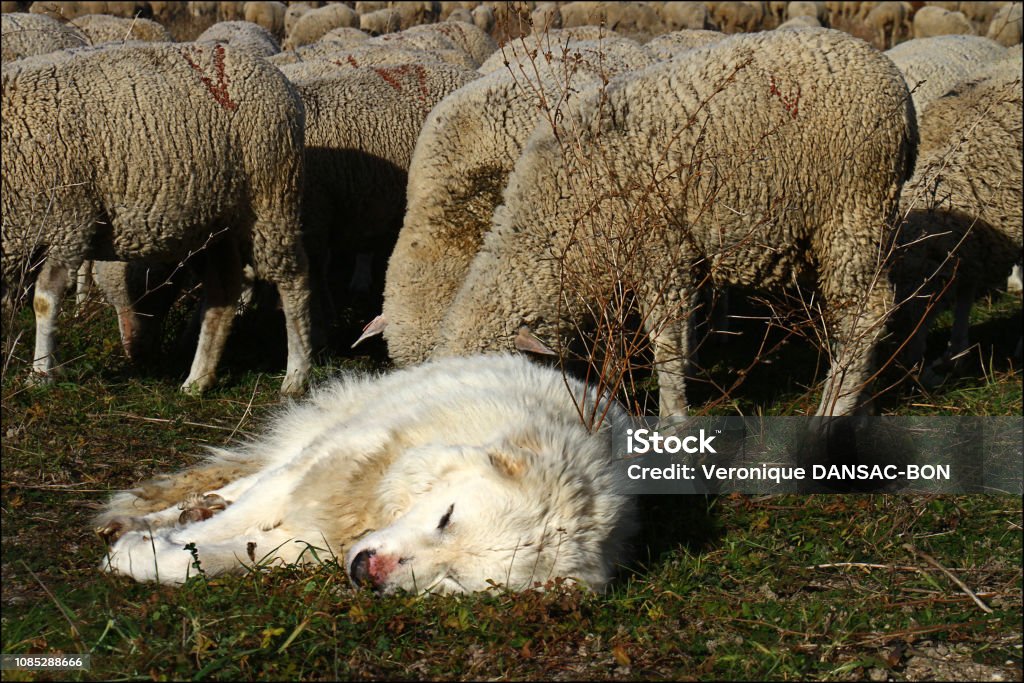 The Patou on the lookout A shepherd dog (of the Montagne des Pyrénées breed) keeps a flock of sheep in a region of southern France. 
The dog lies in front of the sheep and sleeps quietly.
Color photo Agricultural Field Stock Photo