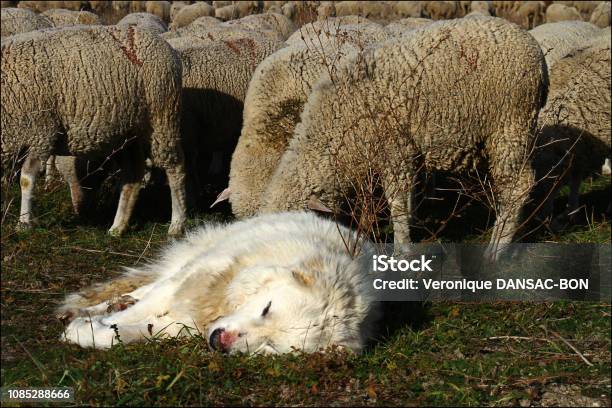 The Patou On The Lookout Stock Photo - Download Image Now - Agricultural Field, Agriculture, Alertness