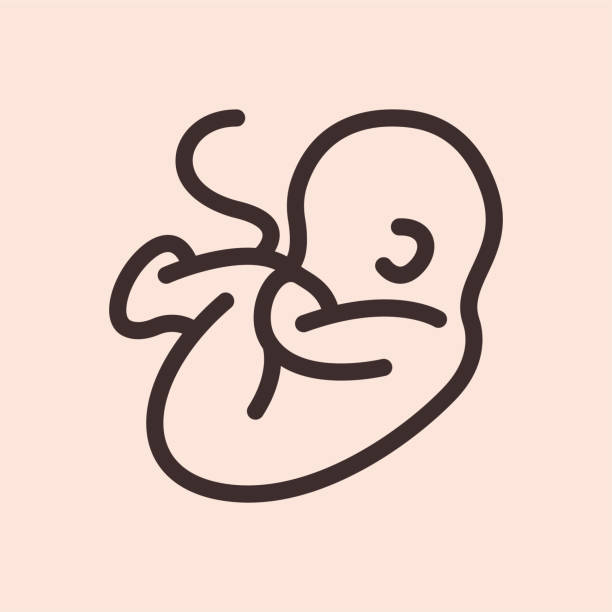 embryo kind kind schwanger - fetus stock-grafiken, -clipart, -cartoons und -symbole