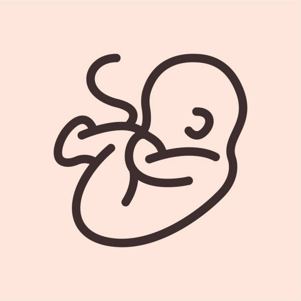 妊娠中の胚子子供 - fetus点のイラスト素材／クリップアート素材／マンガ素材／アイコン素材