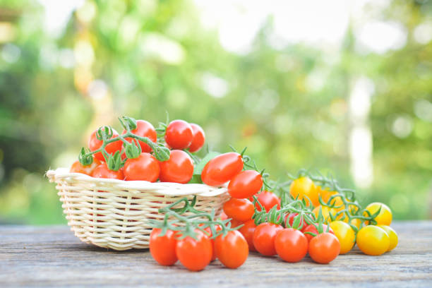 istock Close-Up Of Cherry Tomatoes In Basket On Table 1085293072