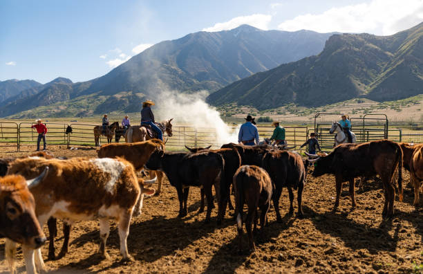 istock Roping cattle for branding in Utah 1085293274