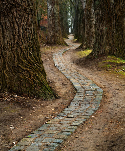 Footparth out of paving stones between large trees.
