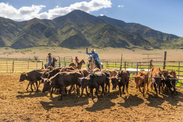 istock Roping cattle for branding in Utah 1085293456