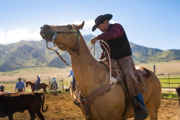 istock Roping cattle for branding in Utah 1085293488