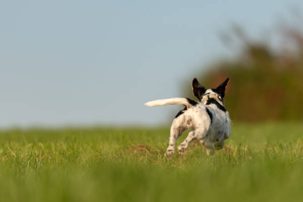 Jack Russell Terrier dog is running away over a green meadow. Cute runaway doggy stock photo