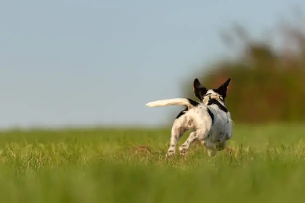 Jack Russell Terrier dog is running away over a green field. Cute runaway dog.