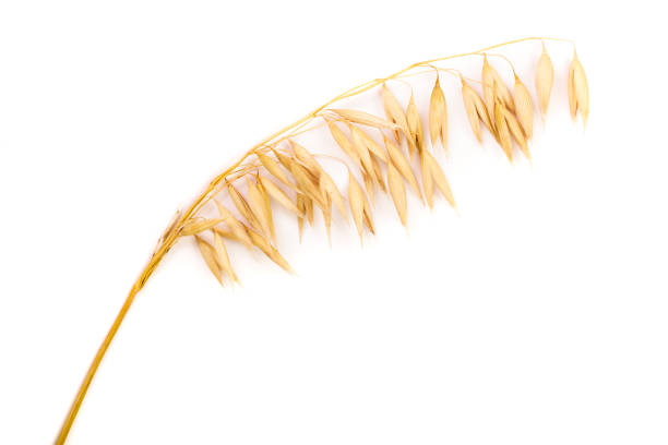 oat spike or ears isolated on white background close-up.