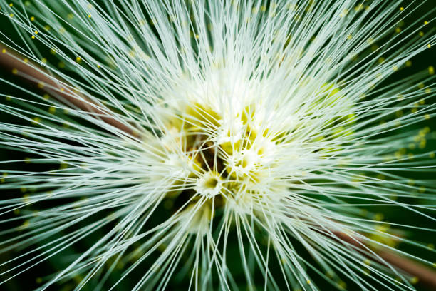 istock Tropical White Powder Puff flower ,Fabaceae 1085299916