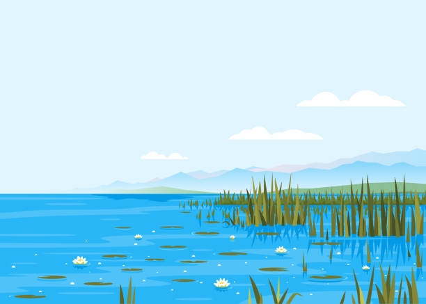 Bulrush Plants with Water Lily Landscape Lake with water lily and bulrush plants nature landscape illustration, fishing place, pond with blue water and mountains in distance, lake travel background picturesque terrain on a windless day freshwater illustrations stock illustrations