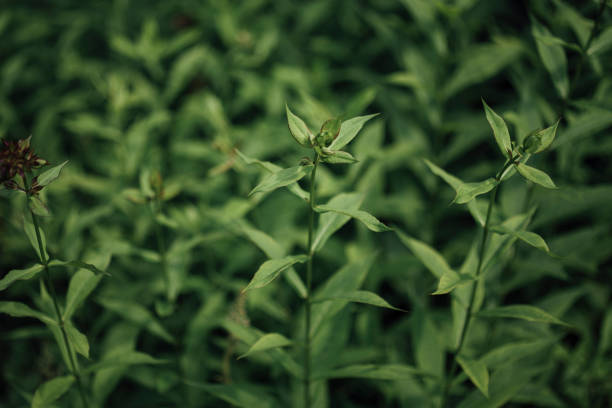 Plant, Botanical, Flower, Russia, Botany, Close-up, Garden